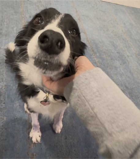 Indi the Singing Border Collie: A Musical Moment