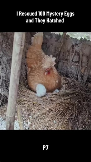 I Rescued 100 Mystery Eggs and They Hatched #7