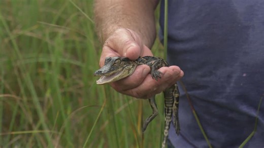 Swamp People: Serpent Invasion S02:E04 - Gators and Ghost Towns