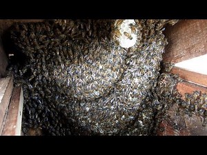Signal alarm of honey bee | Danger alarm sound of honey bee | Apis cerana [4K]