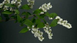 Close-up 4k Video Delicatewhite Deutzia Flowers : vidéo de stock (100 % libre de droit) 3817711981 | Shutterstock