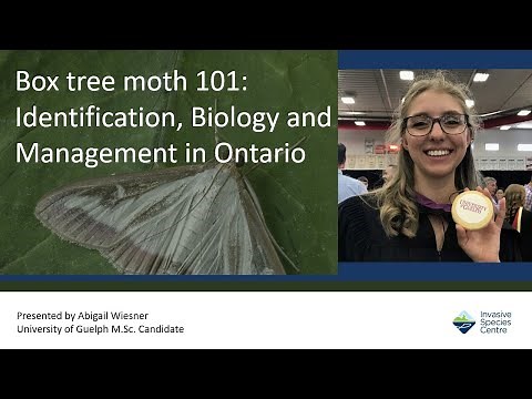 Box tree moth 101: Identification, Biology and Management in Ontario