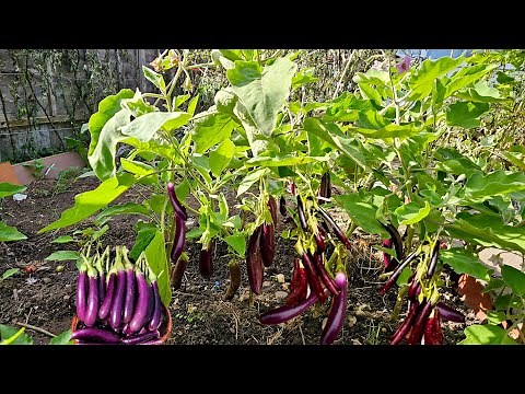 Growing Aubergines at home UK, full guide with update from seeds germination, pollination & harvest