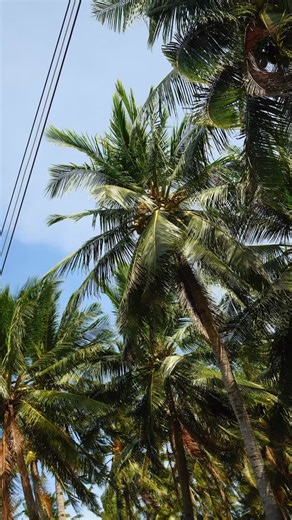 A snapshot into life at Barkada this week 📸 The newest beach bar in Boracay, soft launch on December 1st. Find us on Bulabog beach!🌴 #Boracay #boracay2025 #barkada #bringthebarkada #bulabogbeach | Barkada Boracay