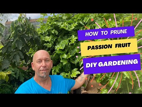 🌱 Passion Fruit Vine Care: Pruning Tips for Beginners 🌿