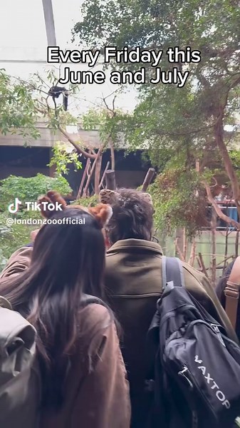 Zoo Nights 2025: Adult Evenings at London Zoo