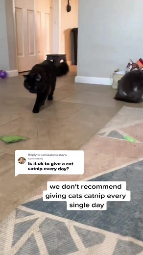 Catnip for Cats: Dosage, Effects, and Benefits Explained