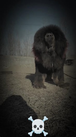 💀small dogs Vs Big dogs video pitbull lover,💀