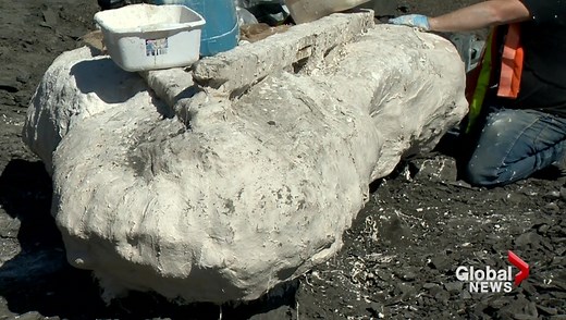 Ammonite mine unearths Mosasaur fossil