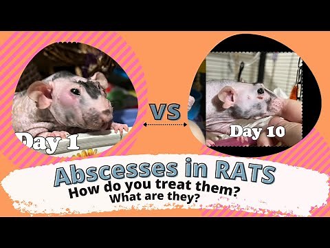 Treating Abscesses on Pet Rats