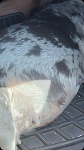 91K views · 19K reactions | One things my Dogs do it keep me busy and this year I pray for puppies as a birthday Gift. | April Slaughterhousehair Brown | Facebook