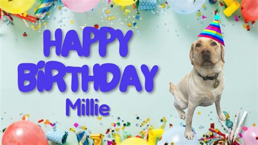 31K views · 491 reactions | Happy 6th Birthday, Millie! 拾 Millie is an Accelerant Detection K9 based out of our Regional Headquarters in Jackson. She (and her human partner) are available to assist fire departments and law enforcement agencies across the region with their investigations. | Tennessee Bureau of Investigation | Facebook