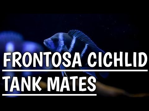 Frontosa Cichlid tank mates | Frontosa tank mates | Frontosa Cichlid | Frontosa fish .