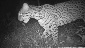 3.9K views · 138 reactions | Sound Up!  Jaguars may roar, but ocelots in the same biosphere have a different language. These small cats, widespread across the Americas, communicate through a variety of sounds. Listen to this #ocelot in Belize calling out to her offspring. Do you think it's similar to how a human mother might call to her child? Let us know in the comments! Check out Panthera-Belize for more. | Panthera | Facebook