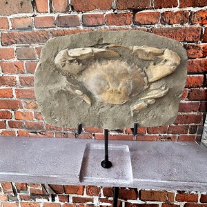 XL Charybdis Crab Fossil – Miocene Era, West Java, With Display Stand - Etsy