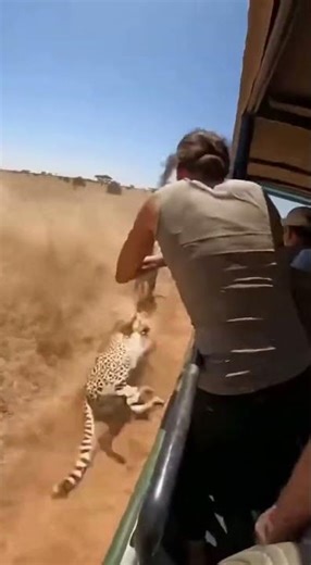 Leopard Grabs Woman’s Hand in the Savanna... The Struggle for Survival!
