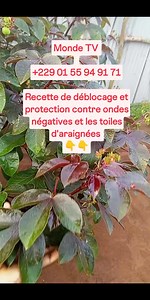 �PROTECTION CONTRE LES TOILES D'ARAIGNÉES ET LES ONDES NÉGATIVES � #protection #reelvideo #deblocage #spiritualité | Monde TV