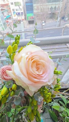하젤 장미 ㅡ 마트에서 산 프리지어