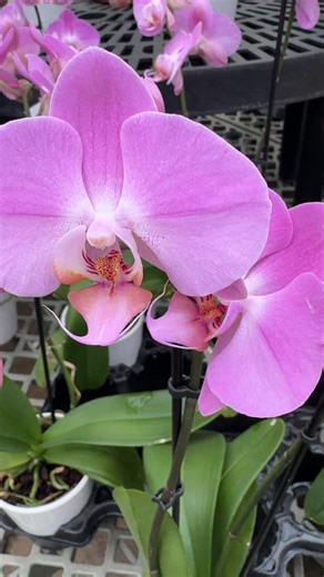 Frustrated with orchid growing? Orchids are not difficult. They’re just different and you need to change your mindset to understand them. And avoid all the mumbo jumbo fads all over the Internet about weird tricks and concoctions to grow them. Go back to the old school basics of providing good light, solid watering practices and fertilization. | Ohio Tropics Houseplant and Garden Care
