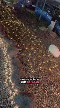 SEÑALES🫀#señales #viralshort #sanaciones #menteinconsciente #menteinconsciente #invictor SUSCRIBETE