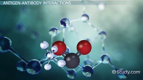 Immunological Methods Used in Biology Labs