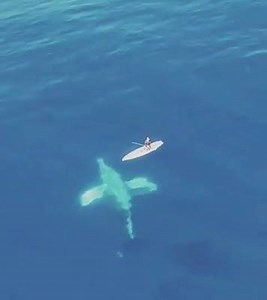 72K views · 1.2K reactions | No big deal...Just four 30-ton whales...