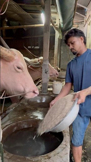 The shepherd's duty is to take care of the albino buffalo by feeding it properly #buffalo #shorts
