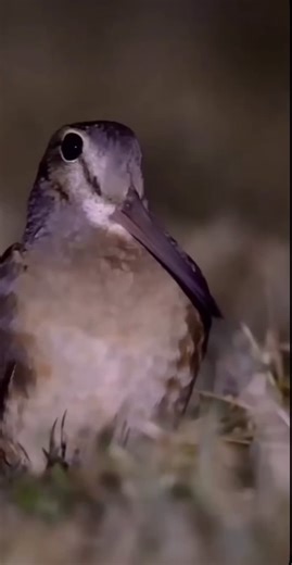 Day 31 of posting the meep bird 🐦 #meepbird