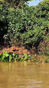 9.5M views · 134K reactions | O olhar que paralisa, o bote que define.  …. Silêncio Mortal Olhar de Caçadora . O Bote Perfeito | Gabriel Felipe | Facebook