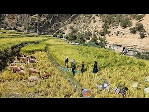 🌾 Iranian nomadic life and harvesting rice fields | 🌿 Traditional agriculture in pristine nature ⛰️