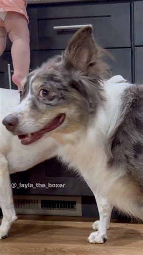 When Mom falls asleep 😏 #funnydogs #dogskit #dogactor #dogacting #australianshepherd #whiteboxer #heeler #funnyvideos #dogsofinstagram #comedy #funnyskit #laylatheboxer #boxerdog #dogskits #skit #dogsstealcake #dogsandbabies | Layla the Boxer