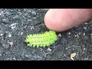 Don't touch this caterpillar under any circumstances!!