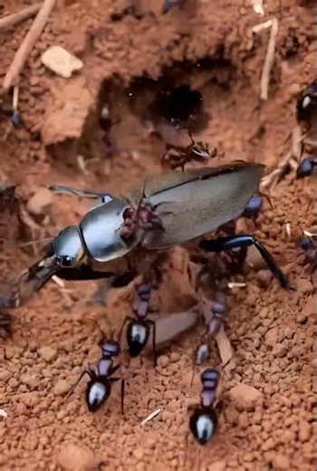 Fire Ants vs Giant Beetle! 🐜 Nature’s Tiny Army Attack | Wildlife Shorts