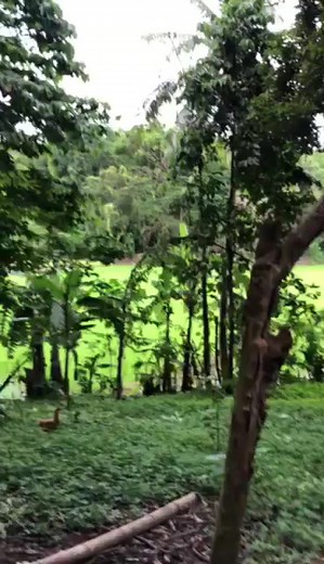 9.9K views · 69 reactions | Watch out for constructing an additional native chicken farm using the CPU-developed technology. A sustainable livelihood for our dedicated agripreneurs. | Philippine Native Chicken | Facebook