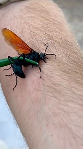 Ok but how bad is it REALLY? The tarantula hawk wasp is often met with fear or disgust when mentioned, but why is that? Many people associate these insects with the greatly overreacted sting videos on YouTube, and think of these insects as dangerous animals that could attack at any moment; this is not how these animals truly behave. The tarantula hawk is a solitary and shy species of wasp found throughout much of the new world where tarantulas are present. They use their large size and paralyzin