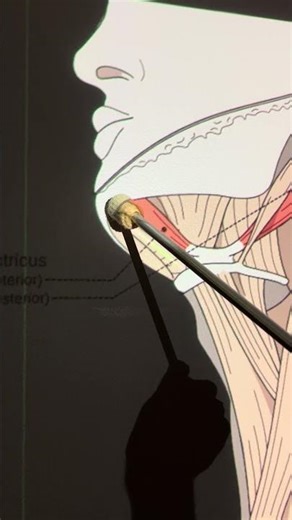 Anterior Digastric #kinesiology #anatomy #anatomystudy #science #biomechanics #biology