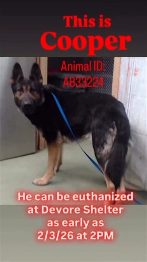 Friends of ALL Animals 🐕 ❤️‍🩹🐈 on Instagram: "🚨 COOPER — ID #A833224 | RESCUE ONLY | MOST AT RISK 🚨 📍 Devore Animal Shelter, San Bernardino, CA ⏰ Euthanasia may begin as early as 2:00 PM PT on FEBRUARY 3, 2026 Cooper is a 3-year-old intact male German Shepherd listed as URGENT – MOST AT RISK. Status on file: SICK. Public cannot adopt — RESCUE ONLY. MEDICAL (per shelter record): • Upper Respiratory Infection (URI) • Moderate yellow nasal discharge noted 02/02/2026 • Started on doxycycline 3