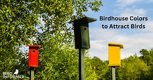 Nest box color - Bird Informer