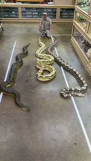 Wildlife handler compares giant anaconda with massive pythons