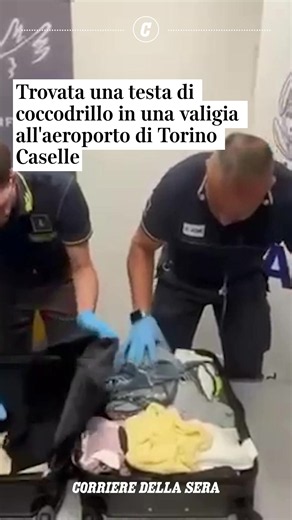 Una testa di coccodrillo essiccata e avvolta in carta da pacchi è stata sequestrata dai finanzieri del Comando provinciale di Torino, in collaborazione con i funzionari dell'Agenzia delle Dogane e dei Monopoli, nei bagagli di un passeggero italiano proveniente da Miami, via Istanbul. Il ritrovamento è avvenuto nell'ambito dei controlli rafforzati sui voli a maggiore rischio per il contrasto al commercio di specie protette dalla Convenzione di Washington (Cites). 👉 L'articolo sul Corriere
