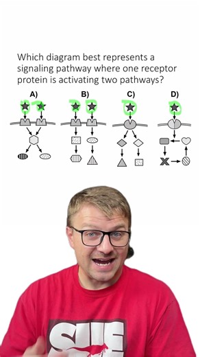 MCQ: Signal Transduction