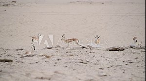 4k footage of Arabian sand gazelles in the desert, desert landscape and wildlife in the Middle East, Arabian Peninsula