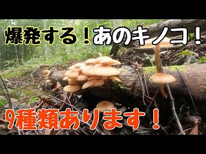 【きのこ採り必見】爆発する、あのキノコ実は9種類もあった！
