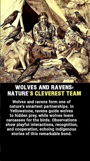 WOLVES AND RAVENS NATURES CLEVEREST TEAM – AMAZING WILDLIFE PARTNERSHIP