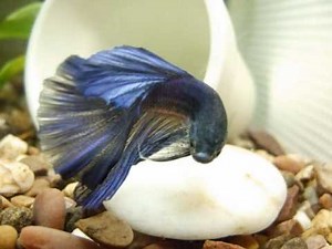 The Betta-The Movie!