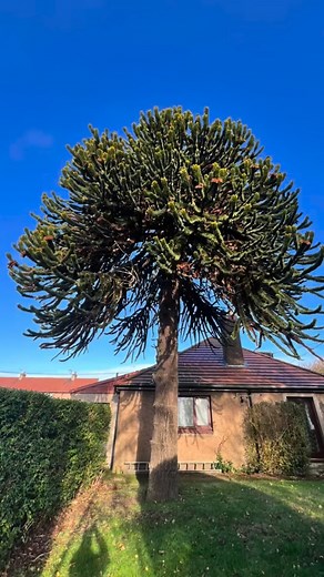 Full removal of this large monkey puzzle tree. This must be one of the worst trees to deal with as an arborist. thanks to the whole crew for a another top job #northumberland #arblife #teamwork #bigtimber #monkeypuzzletree #bloodsweatandtears #logging #welcometohell N.T.Walsh tree and forestry services | Nick Walsh