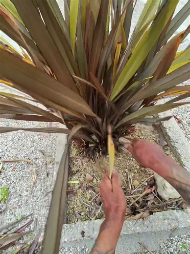 How to Trim Back a Flax Plant for Healthy Growth