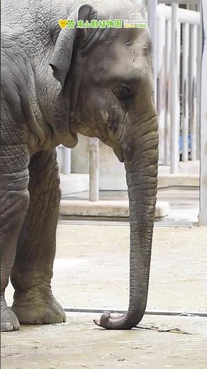 【東山動植物園公式】アジアゾウの赤ちゃん成長記（50）うらら、大きくなったね〜《 アジアゾウ ゾウ 》 #short