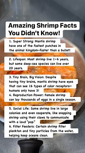 56K views · 250 reactions | Shrimp may be small, but they’re full of surprises! From super-strong punches to incredible eyesight and teamwork, these tiny ocean creatures are true wonders of the sea. #ShrimpFacts #OceanLife #MarineCreatures #DidYouKnow #SeaWorld #highlightseveryone | Filling Food from Home | Facebook