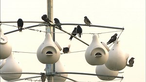 4.6K views · 118 reactions | "What's that telephone pole with the...